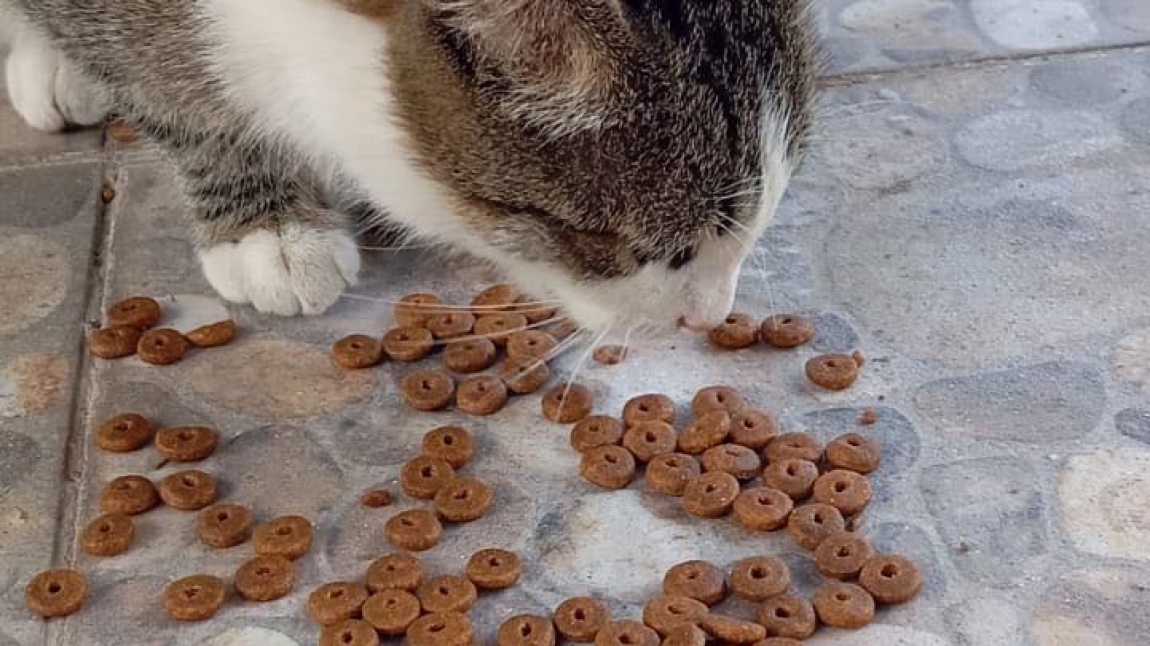 4 Ekim Hayvanları Koruma Günü